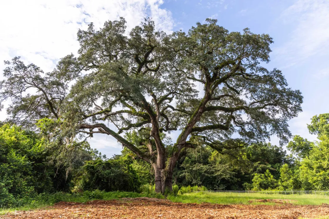 Eutaw Springs Witness Tree, Eutawville, S.C.