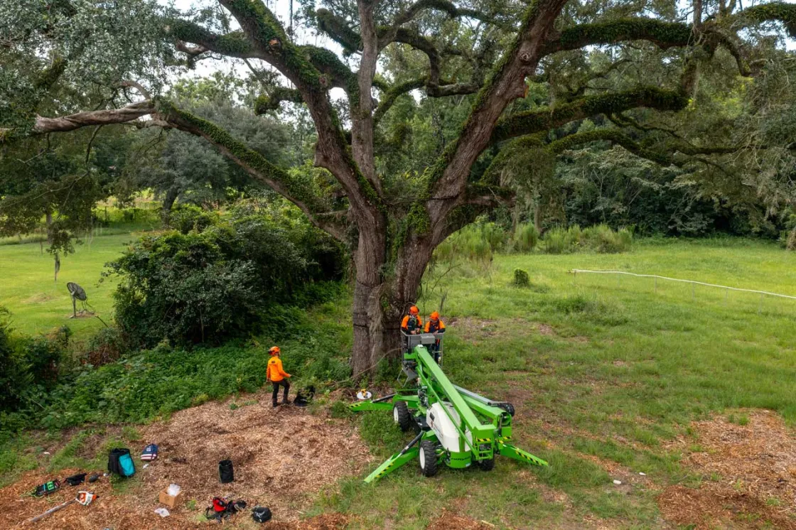 SavATree arborists tend to the Eutaw Springs Witness Tree.