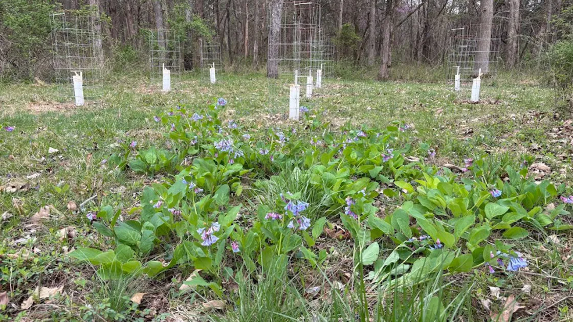 Virginia bluebells highlight restoration efforts in Manassas
