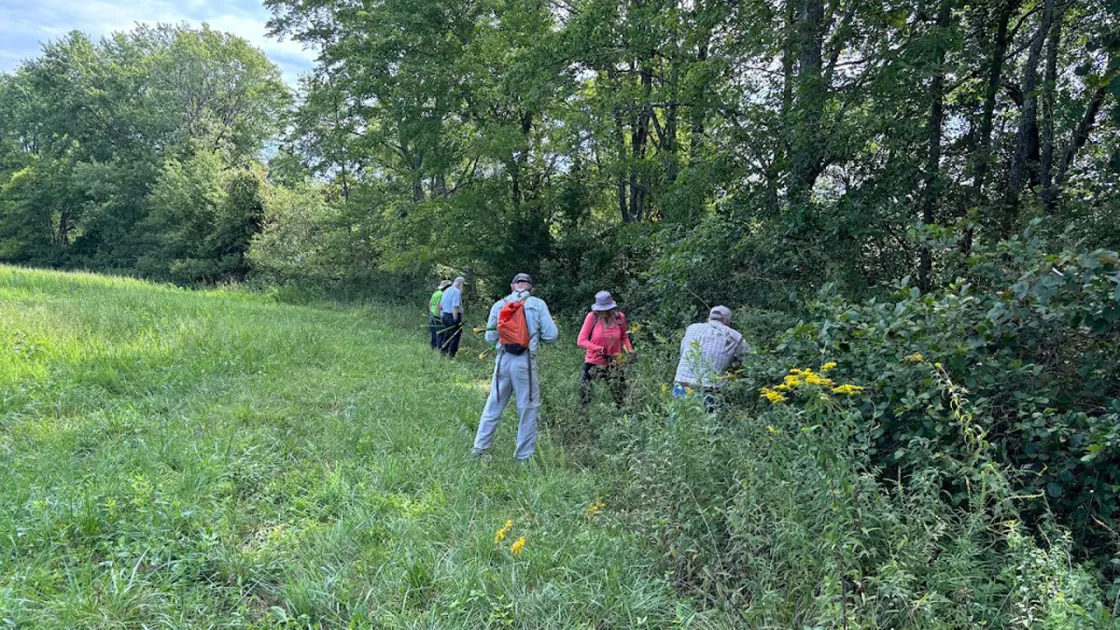Volunteers aiding with pollinator habitat at Mine Run Battlefield