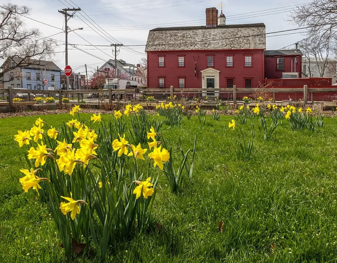 A grassy yard filled with blooming yellow daffodils stretches across the foreground. Behind the flowers stands a large historic red building with white trim, multiple windows, and a small columned portico at the main entrance.