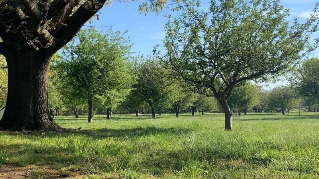 The Borden Apple Orchard on the Prairie Grove Battlefield