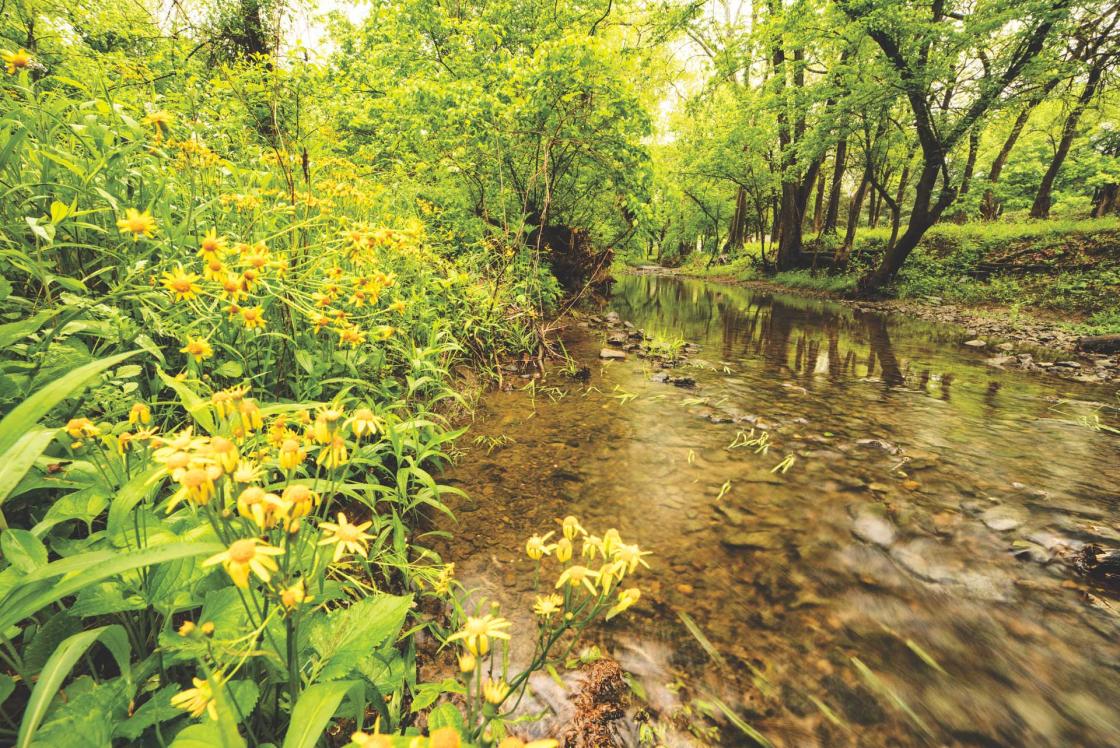 Photo of yellow flowers at Cedar Creek Battlefield in Virginia