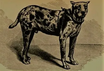 Cuban Bloodhound Andersonville
