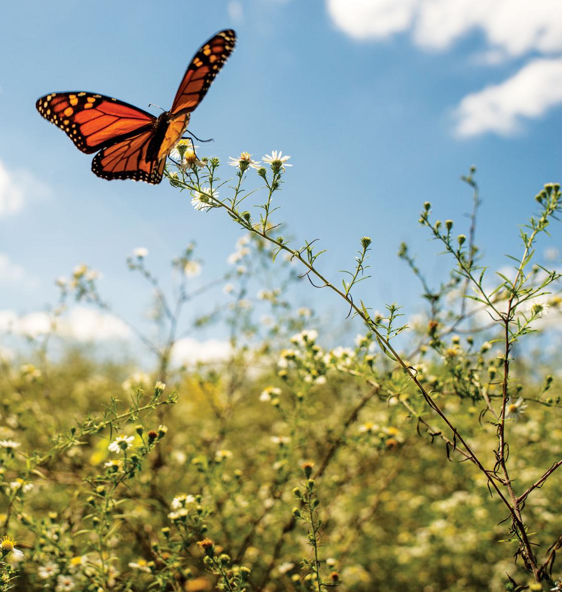 Monarch Butterfly at Perryville Battlefield State Historic Site, Perryville, Ky.