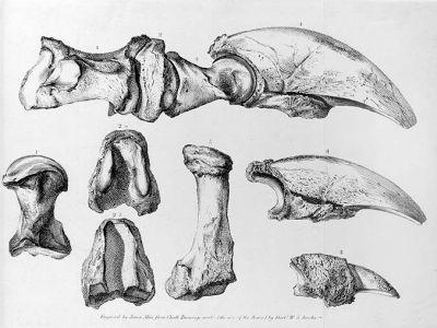 Pleistocene Park | American Battlefield Trust