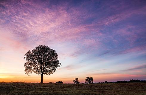 Brandy Station