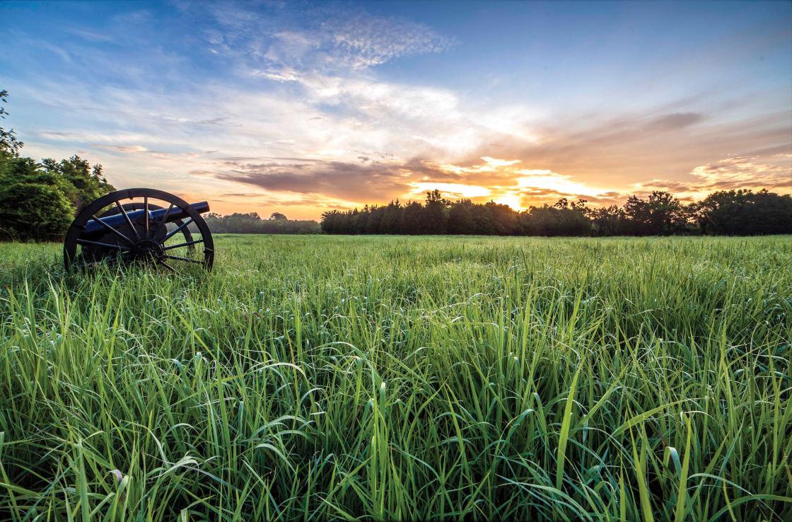 Cannon in a field of long grass with a pretty sunrise