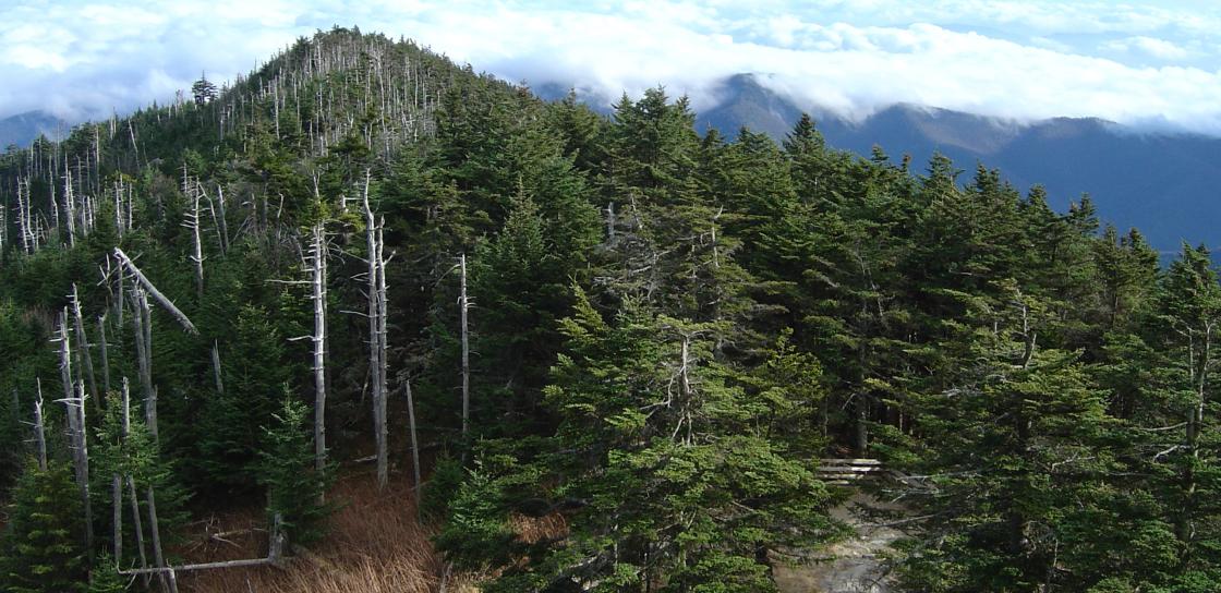 Mount Mitchell, the highest peak in the Appalachian mountain range