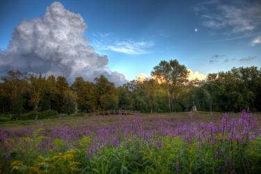 Purple flowers at Minute Man National Historical Park on a cloudy day.