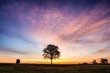 A lone tree stands against a vivid dawn sky on Fleetwood Hill at Brandy Station Battlefield.