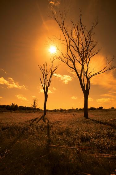 This is a photograph of the trees at Perrine Ridge at the Monmouth Battlefield State Park, Monmouth County, N.J.