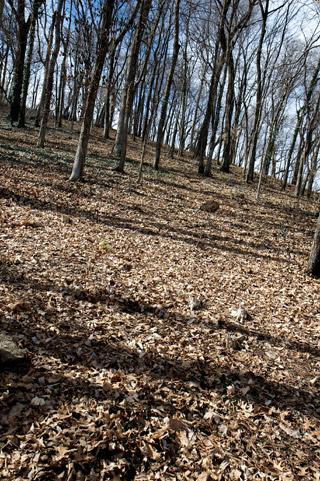 This photograph depicts leaves on the ground of Shy's Hill.