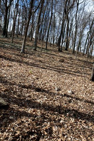 This photograph depicts leaves on the ground of Shy's Hill. 