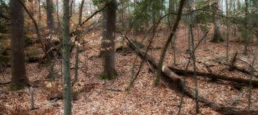 The Wooded Slopes of Gaines' Mill